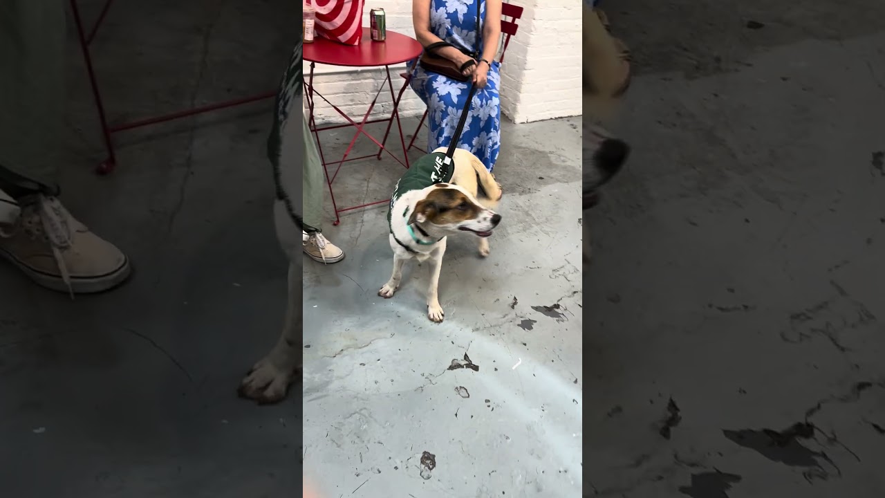 Enlarge Whitsundays, a ADOPTABLE mixed breed in New York, NY video 6/6