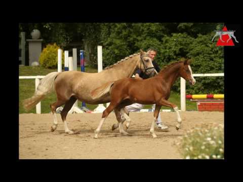 5 Ninja SF v. FS Numero Uno - The Braes my mobility