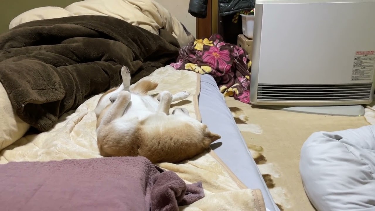 人の布団で、くつろぐ柴犬に撮ってるのがバレた