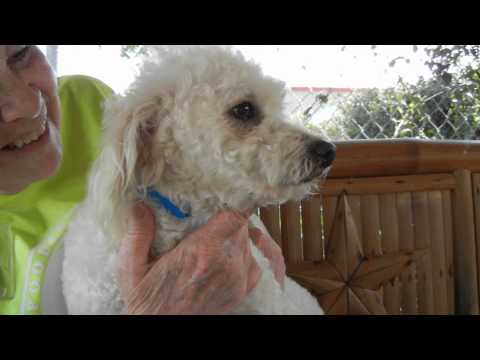 Carlisle Man, an adopted Poodle in Houston, TX_image-1