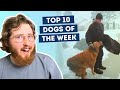 Kid Invites Neighbor S Golden Retriever To Play