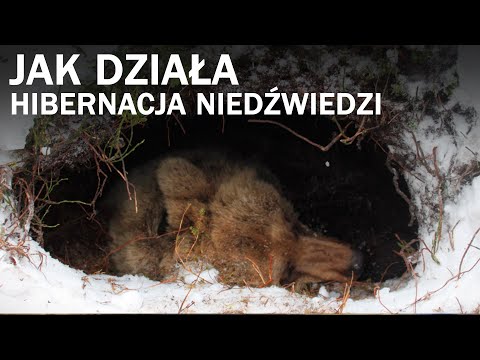 How a bear survives without food for over 6 months without interrupting hibernation