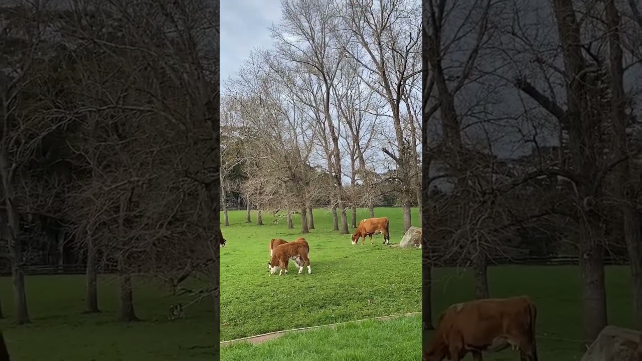 YouTube Short thumbnail