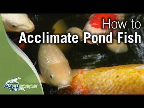 Acclimating Pond Fish with Aquascape's Pond Detoxifier