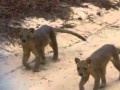 Le Fosa De La Forêt De Kirindy Madagascar 2006 Flv