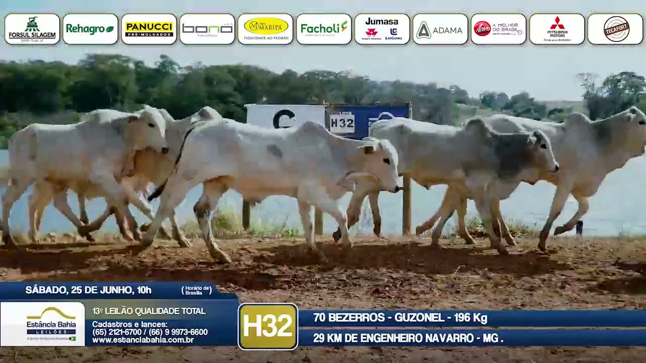 Vídeo LOTE H32 - 13º Leilão Qualidade Total 2022