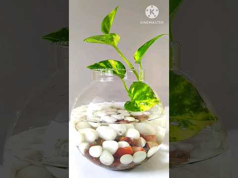 Money Plant Decor DIY #moneyplant #decor #shots