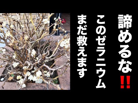 開花を活性化するためにゼラニウムに水をやるために水に何を入れるか