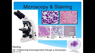 Introduction to Microbiology Lecture, Microscopy & Staining (Part 2)