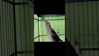 Download lagu masteran cucak keling trotol teler#cucakkelingteler #cucakkelingtrotol #masteran #shorts mp3