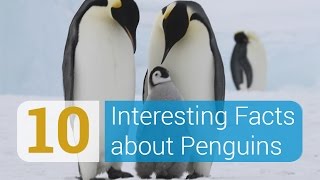 10 Interesting Facts about Penguins