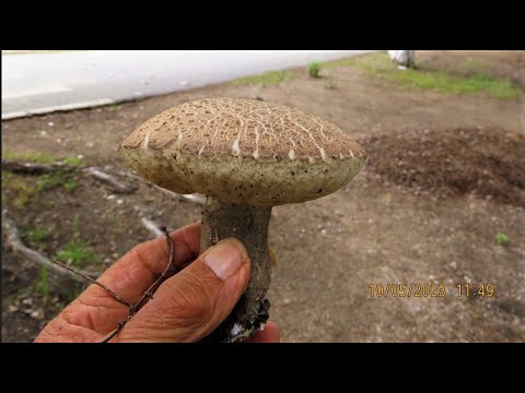 Leccinum duriusculum