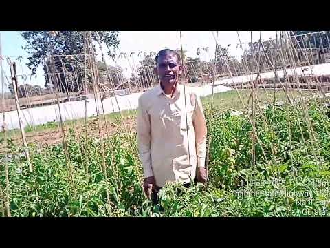 ORGANIC AGRICULTURE BY PARVATBHAI HAS BROUGHT A LANDMARK TRANSFORMATION