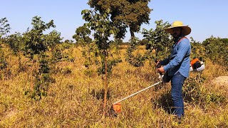 Testando a NOVA ROÇADEIRA STIHL FS 221 na Fazenda
