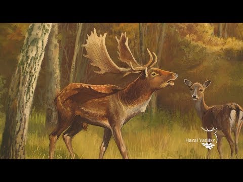 HAZAI VADÁSZ - 231. adás - 2018.09.08. - ECHO-TV