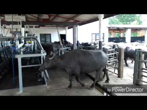 Ordenha em salão de búfalos.... Fazenda NLDB Polonnaruwa