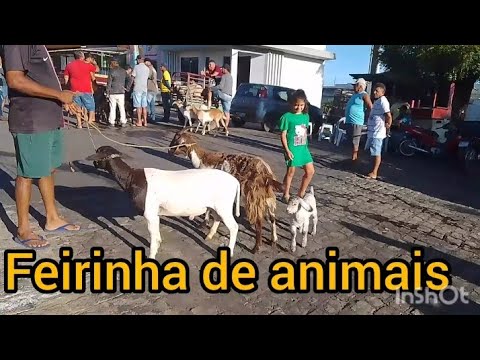 feira de animais compras e vendas em desterro Paraíba