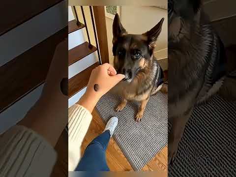 „Pies, który uratował rodzinę przed katastrofą”