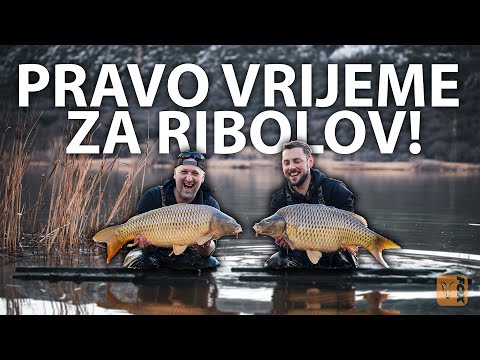 ŠARANI u plitkom | Šaranski ribolov