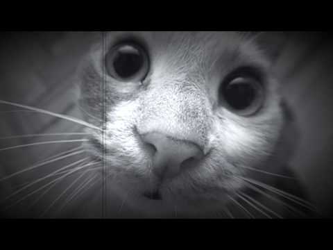 Bumelanci - Lady - Modjo - Live recording