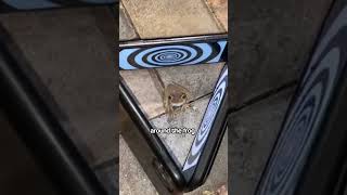 They Tried to Hypnotize a Frog With 3 Phones… But the Ending? UNEXPECTED!