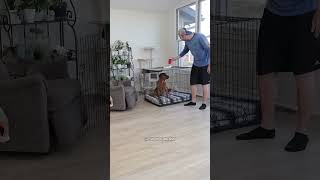 Gatinha Inteligente faz Travessura com o Cachorro 😹❤️