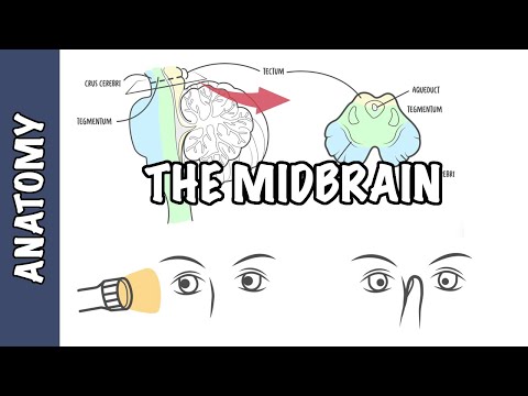 Clinical Anatomy - Midbrain