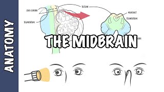 Clinical Anatomy - Midbrain (structure, function and midbrain lesions)