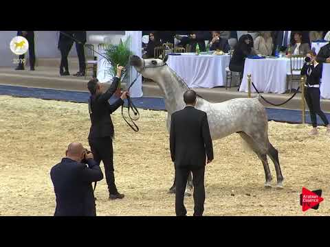 N.75 LEGYPTIAN HADEEL - SEWC 2019 - 7 Years Old and Older Stallions (Class 10)