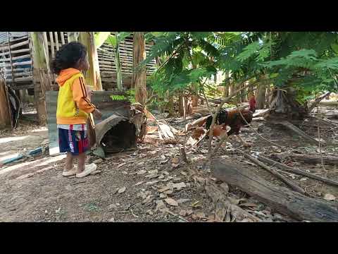 This rooster surprised the child of Sok Leap.