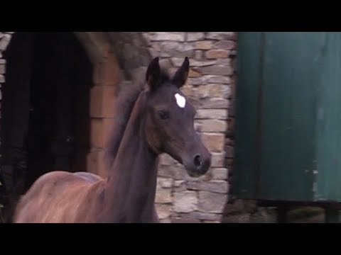 Stutfohlen von Baloutaire - Casallco- Diarado- Ramino