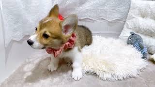 コーギーの動画01
