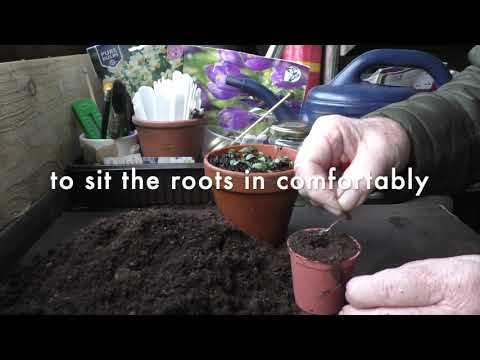 92 Cyclamen Flowers Update 1