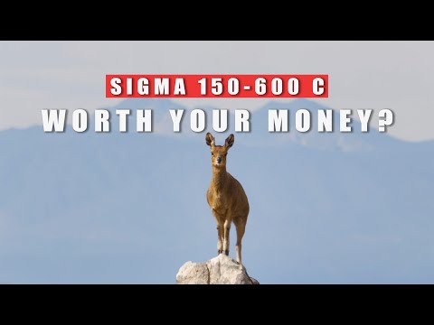 Sigma 150-600mm Contemporary Lens Review for Bird and Wildlife photography on Mirrorless