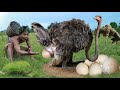 survival in the rainforest with This area is rich life in Ostrich - cooking Ostrich Egg with Pumpkin