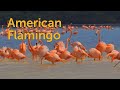 American Flamingo Striking Straggler