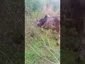 Bull Video Youtubeshorts Shortfeed Shorts