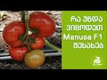 რა უნდა ვიცოდეთ პომიდორი Manusa F1 შესახებ �