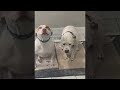 Dogs Feeling Different After Stealing Edible || ViralHog