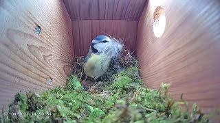 Download Lagu 3rd April 2021 - Blue tit nest box live camera highlights Thumbnail
