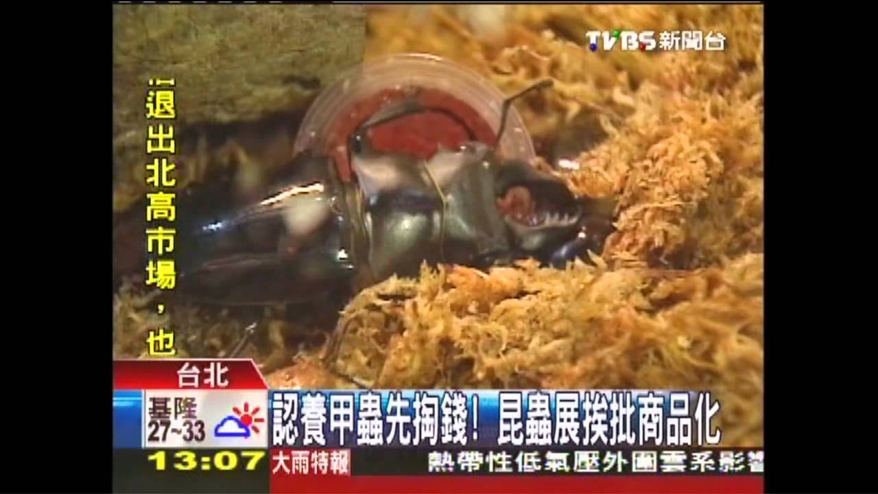 認養甲蟲先掏錢! 昆蟲展挨批商品化