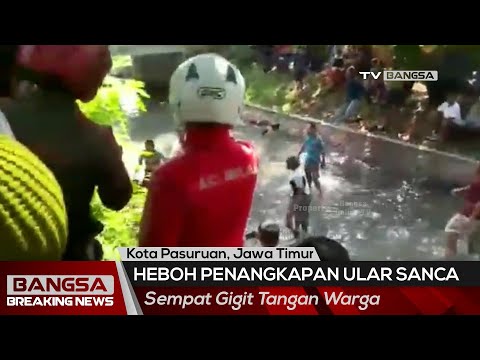 Dramatis! Penangkapan Ular Sanca di Kota Pasuruan, Sempat Gigit Tangan Warga