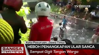 Dramatis! Penangkapan Ular Sanca di Kota Pasuruan, Sempat Gigit Tangan Warga