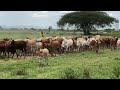 African Cows Kundi La Ngombe
