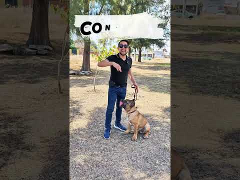 How to socialize powerful and dominant dogs? 😱🔥🔥🔥 #dogs #dogtraining #dogcorso #dogs