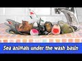 EN Sea Animals Under The Wash Basin Sea Animal Names For Children Collecta FiguresㅣCoCosToy