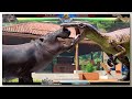 Suchomimus Vs Hippopotamus Majungasaurus With Healthbars