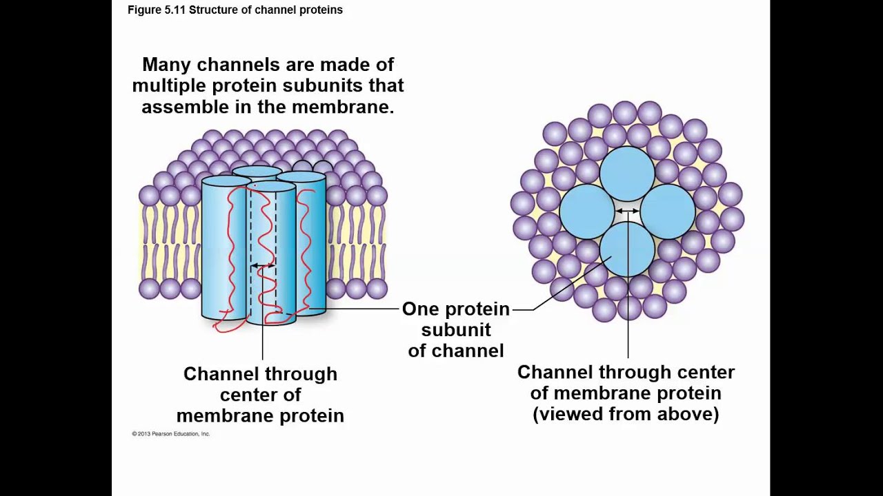 Chapter 5   Diffusion and Osmosis