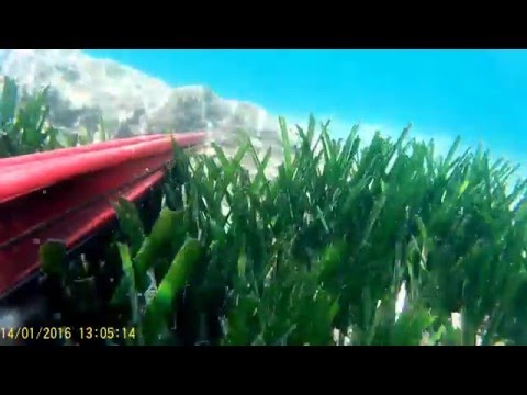 ÇAĞLAR ATEŞ -- LEVREK AVLARI