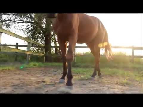 Horse LoveTrailer part 1